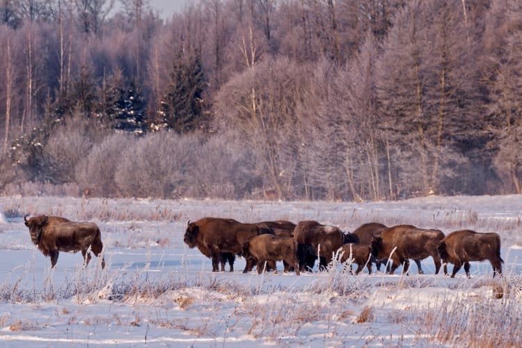 Białowieża — Bisonskog i Polen
