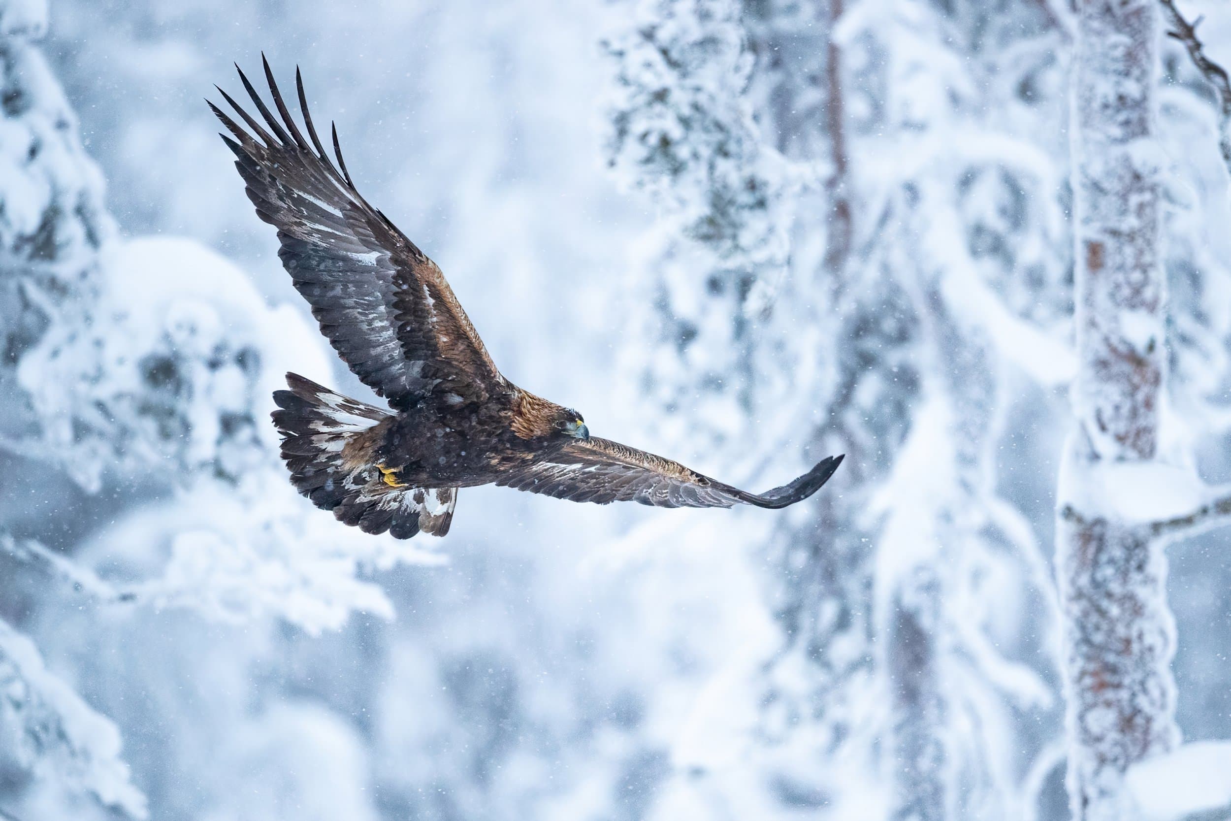 Conny Lundström — Kungsörnsgömsle, Kalvträsk