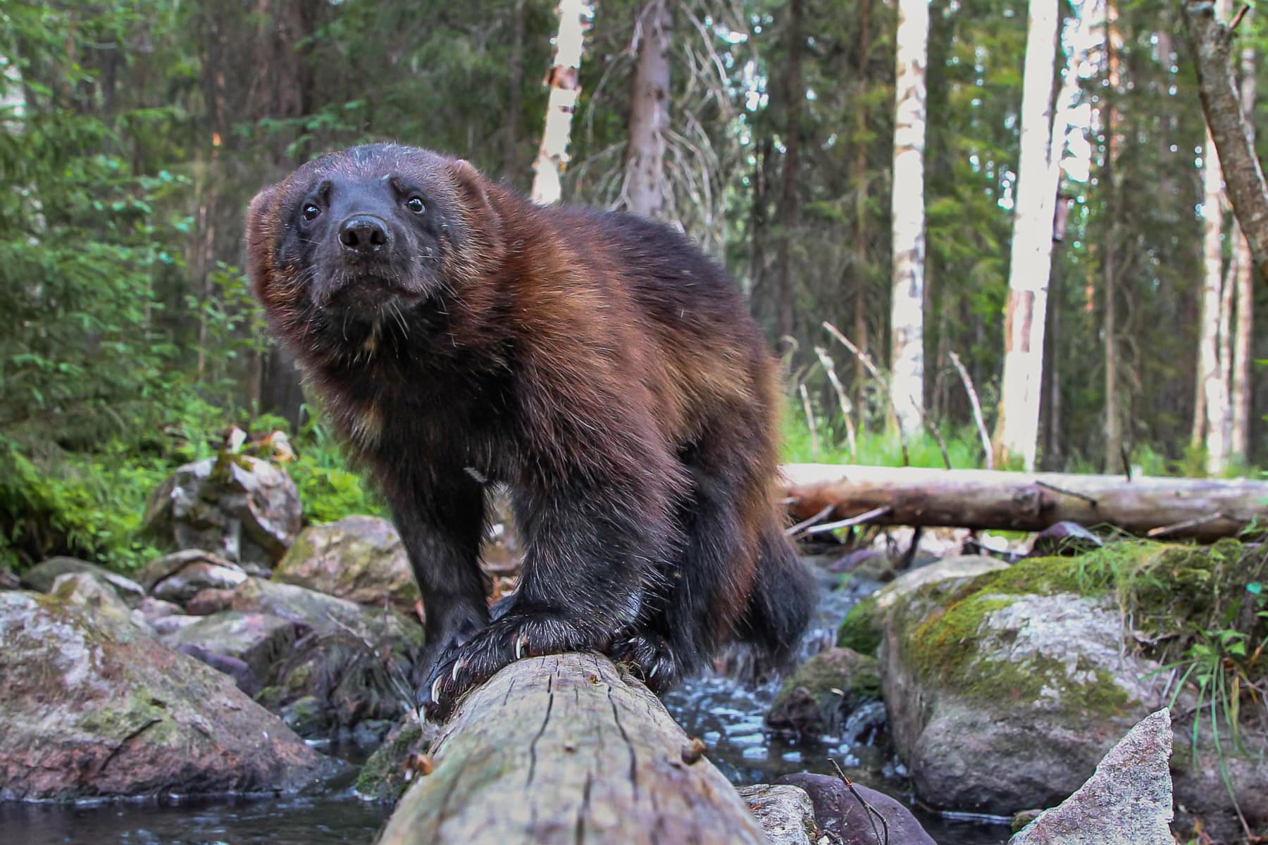 Erä-Eero — World's Best Wolverine Hide, Lieksa