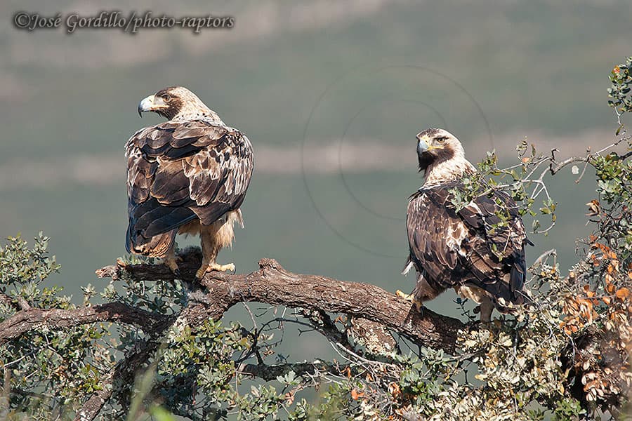 Raptor Hides in Extremadura — Spain