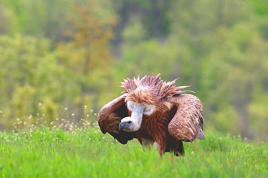 Neophron Tours — Gamar i Östra Rhodoperna, Bulgarien