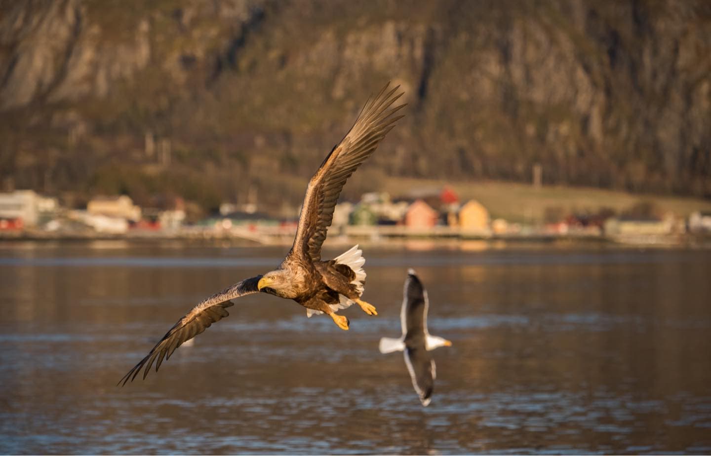 Ole Martin Dahle — Havsörnsfotografering, Flatanger
