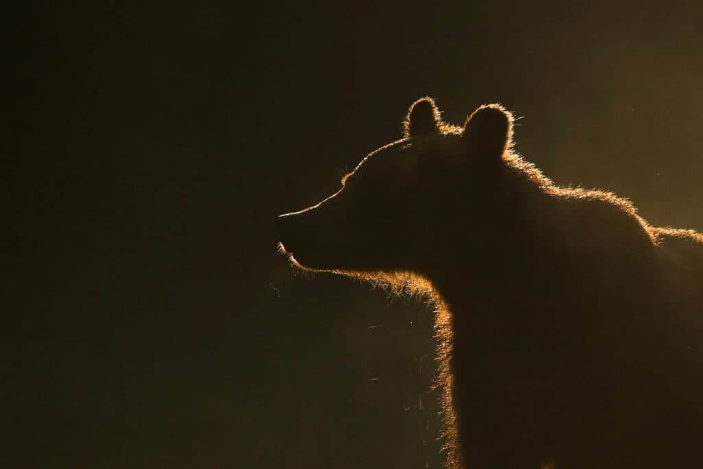 Sakertours — Björnfotografering i Transsylvanien