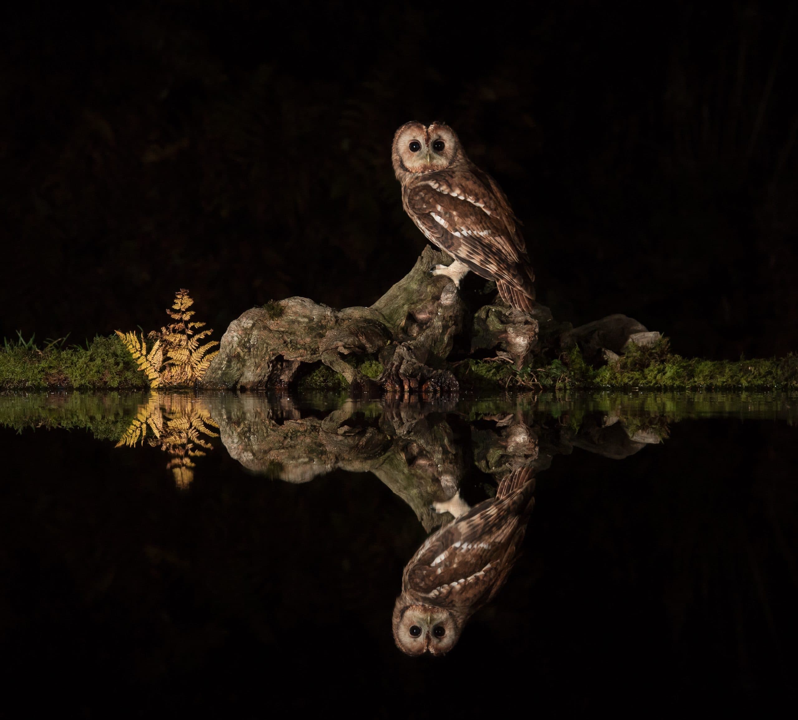 Scottish Photography Hides — Isfågel och mård i Skottland