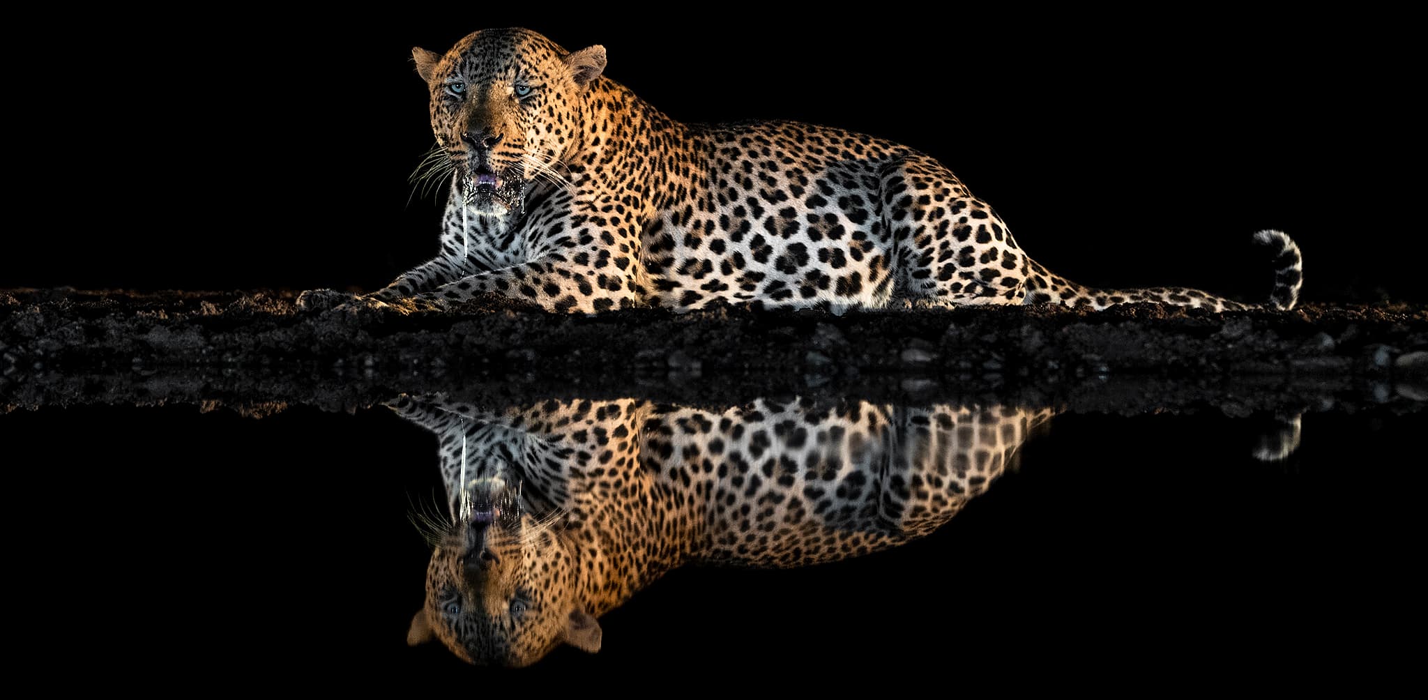 Zimanga — Afrikas bästa fotogömslen, Sydafrika