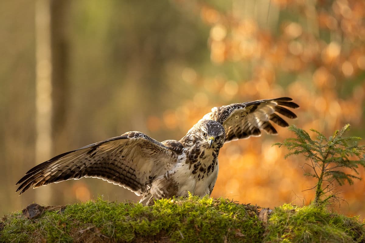 Beginner's Guide: Your First Photo Hide Trip