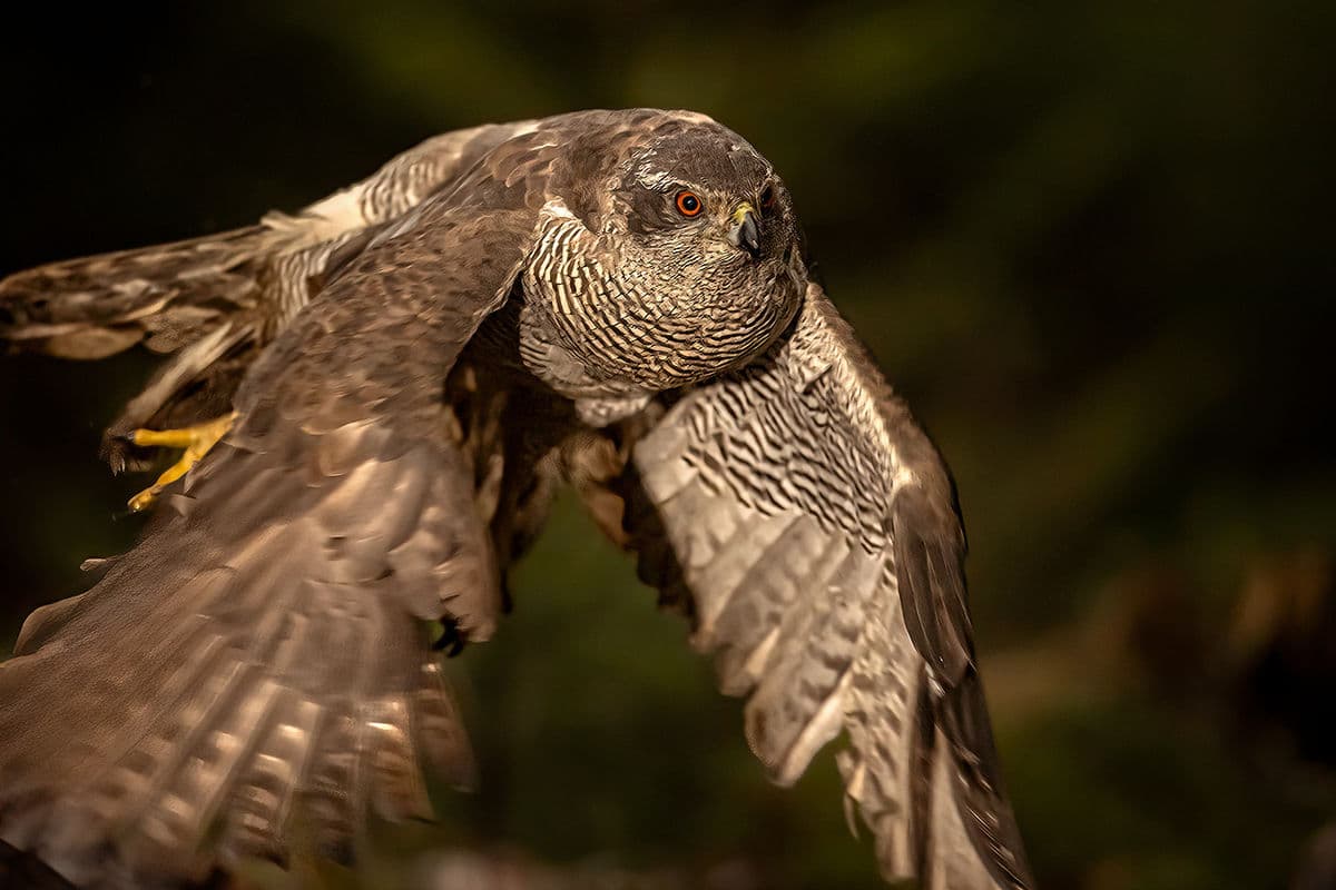 Best Hides for Raptors in Europe