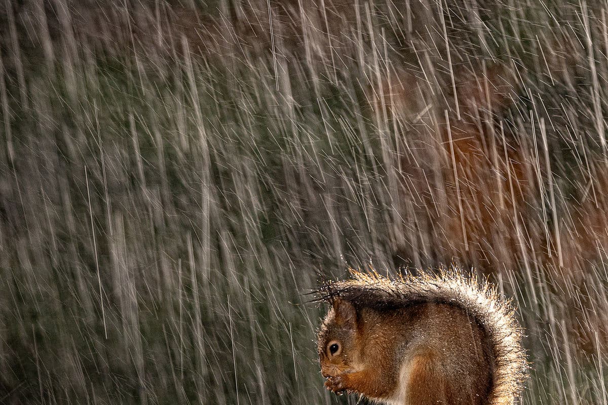 Brutus Östlings Gömsle — Skåne 3