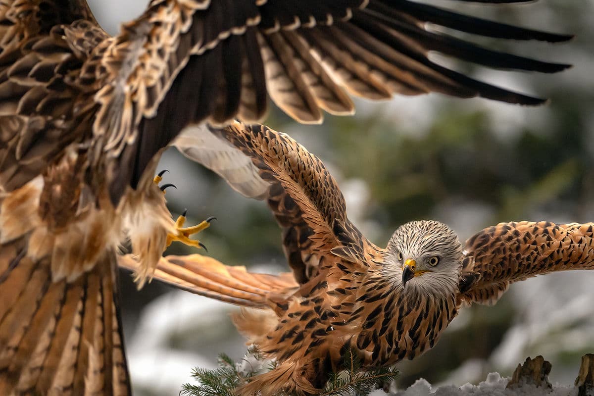 Brutus Östling's Hide — Skåne, Sweden