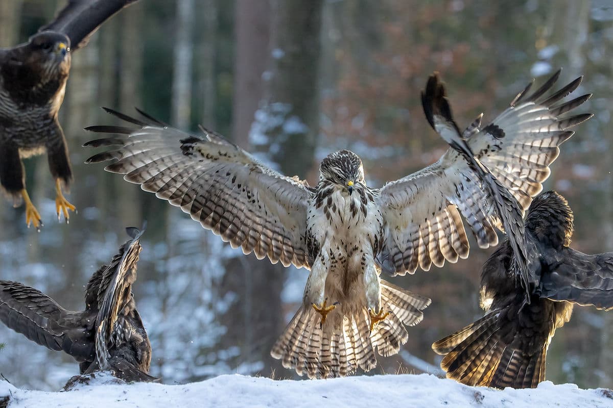 Brutus Östlings Gömsle — Skåne 2